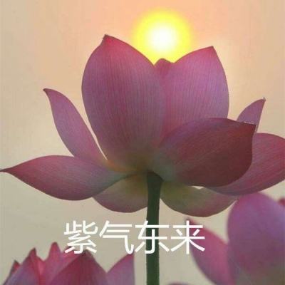 nogame官方下载